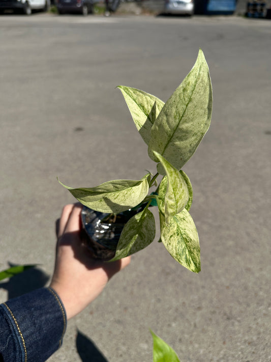 Monstera laniata variegated 3"