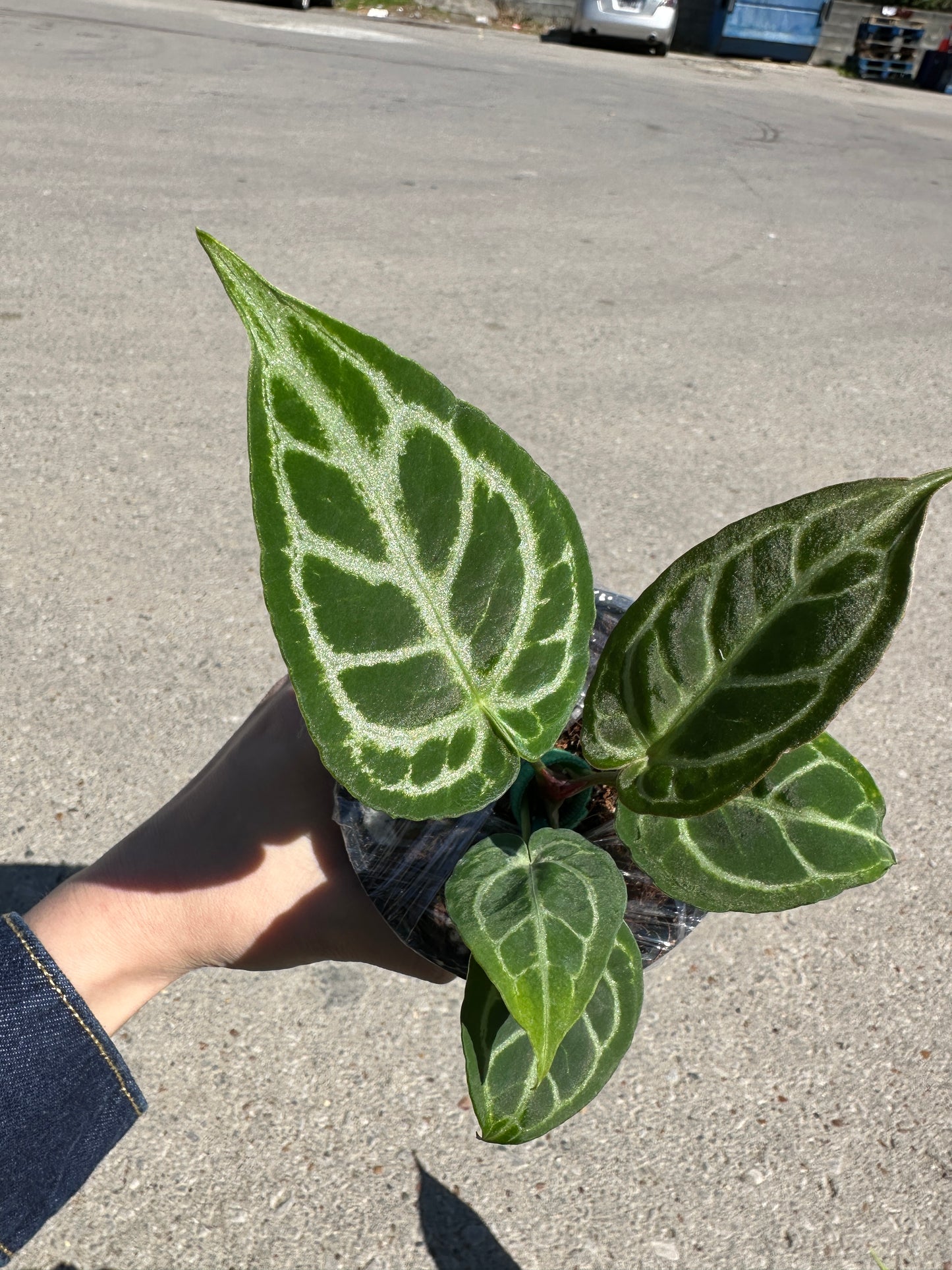 Anthurium crystallinum x 'Dorayaki’ 4”