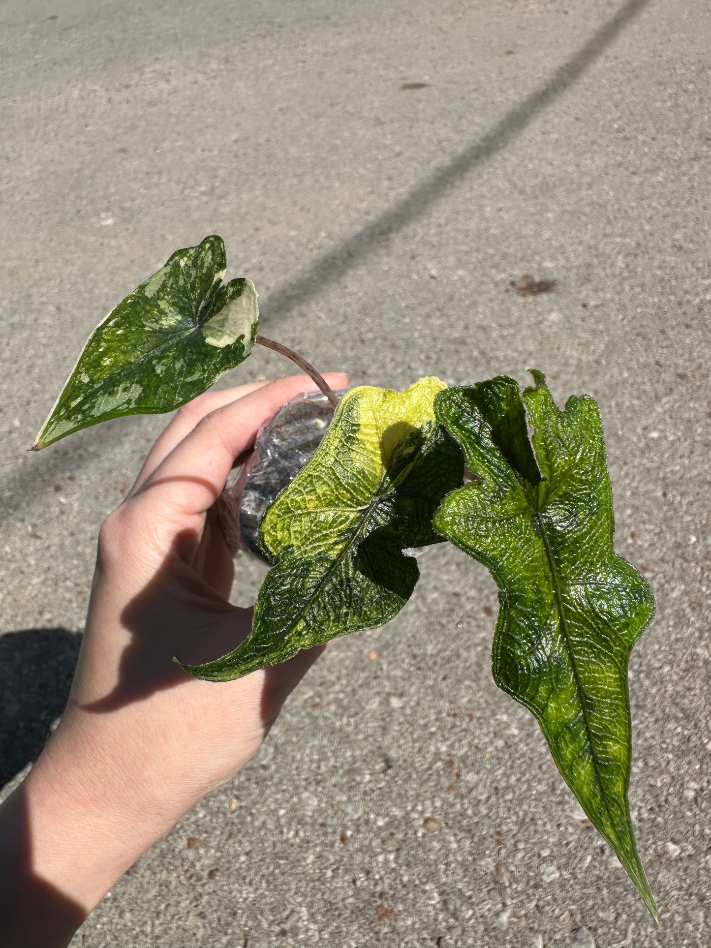 Alocasia 'Jacklyn' variegated 2”