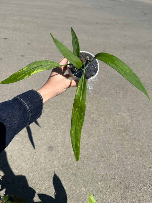 3” hanging basket Anthurium vittarifolium variegated