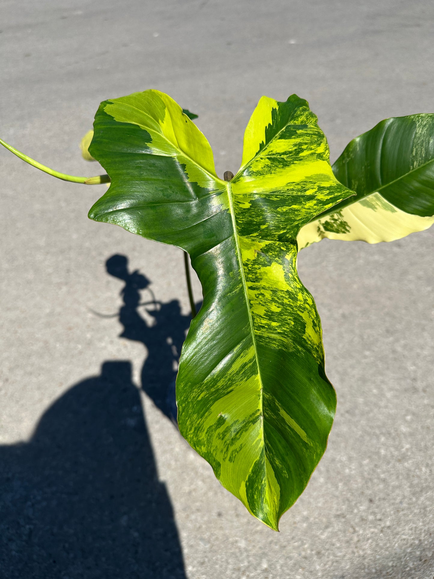 Philodendron Aquarius 'Paraiso Verde' x 'Florida Beauty' variegated 6"