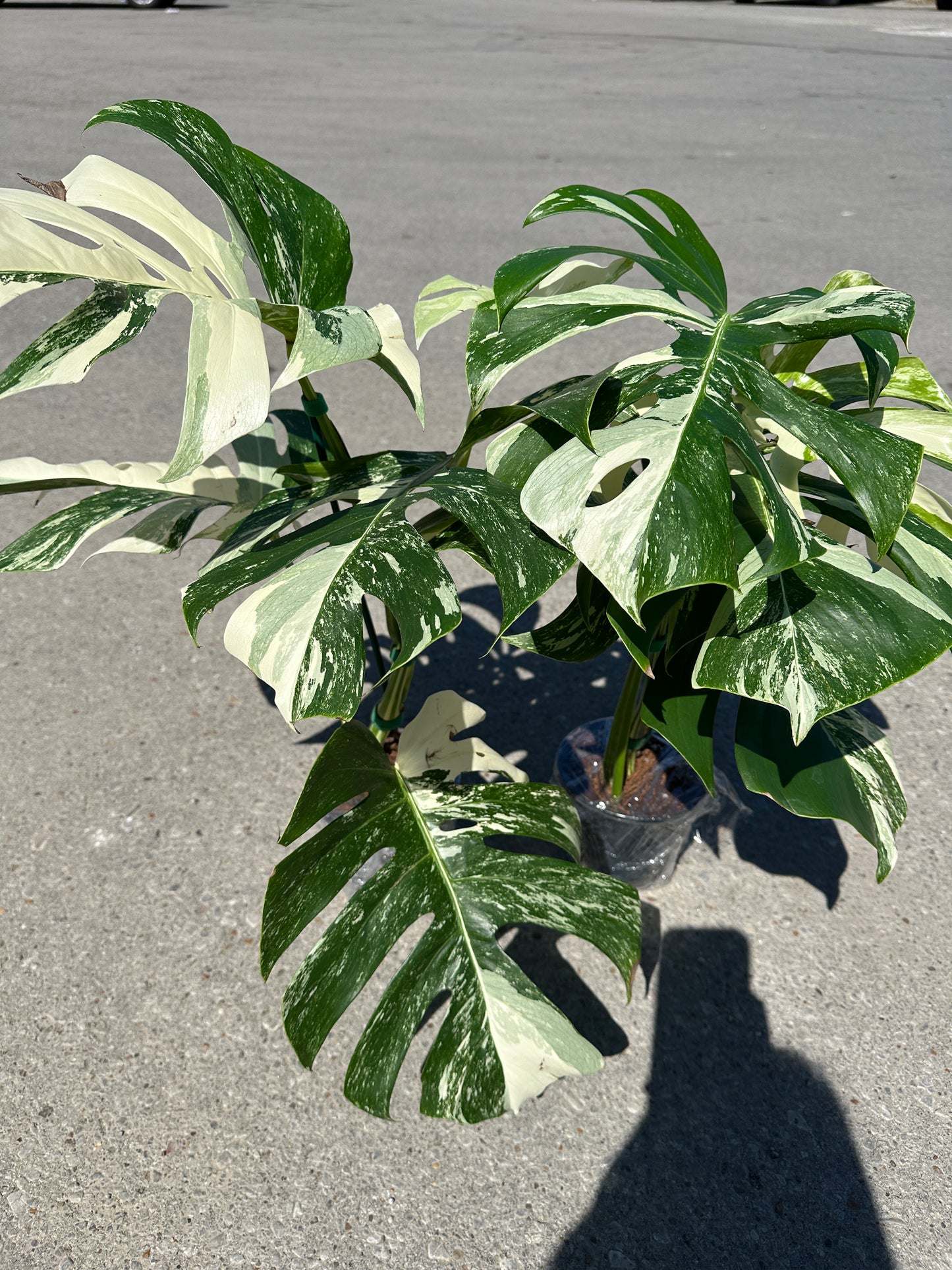 Monstera ‘Albo’ 5"