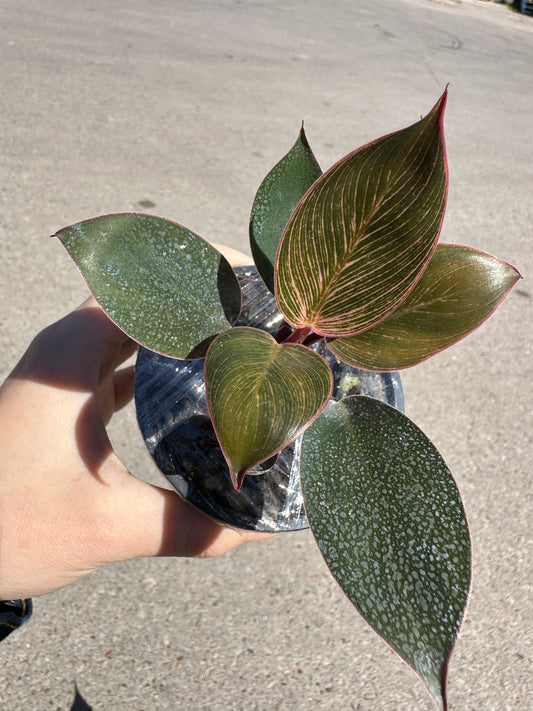 Philodendron Pink Birkin 3”