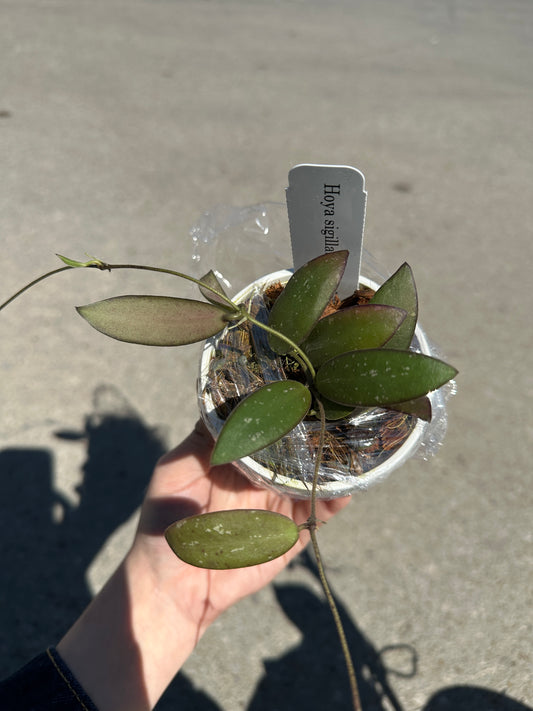 3” hanging basket Hoya sigillatis (Alas Island)