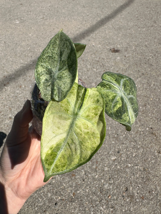 2” Alocasia 'Ninja' Tricolor