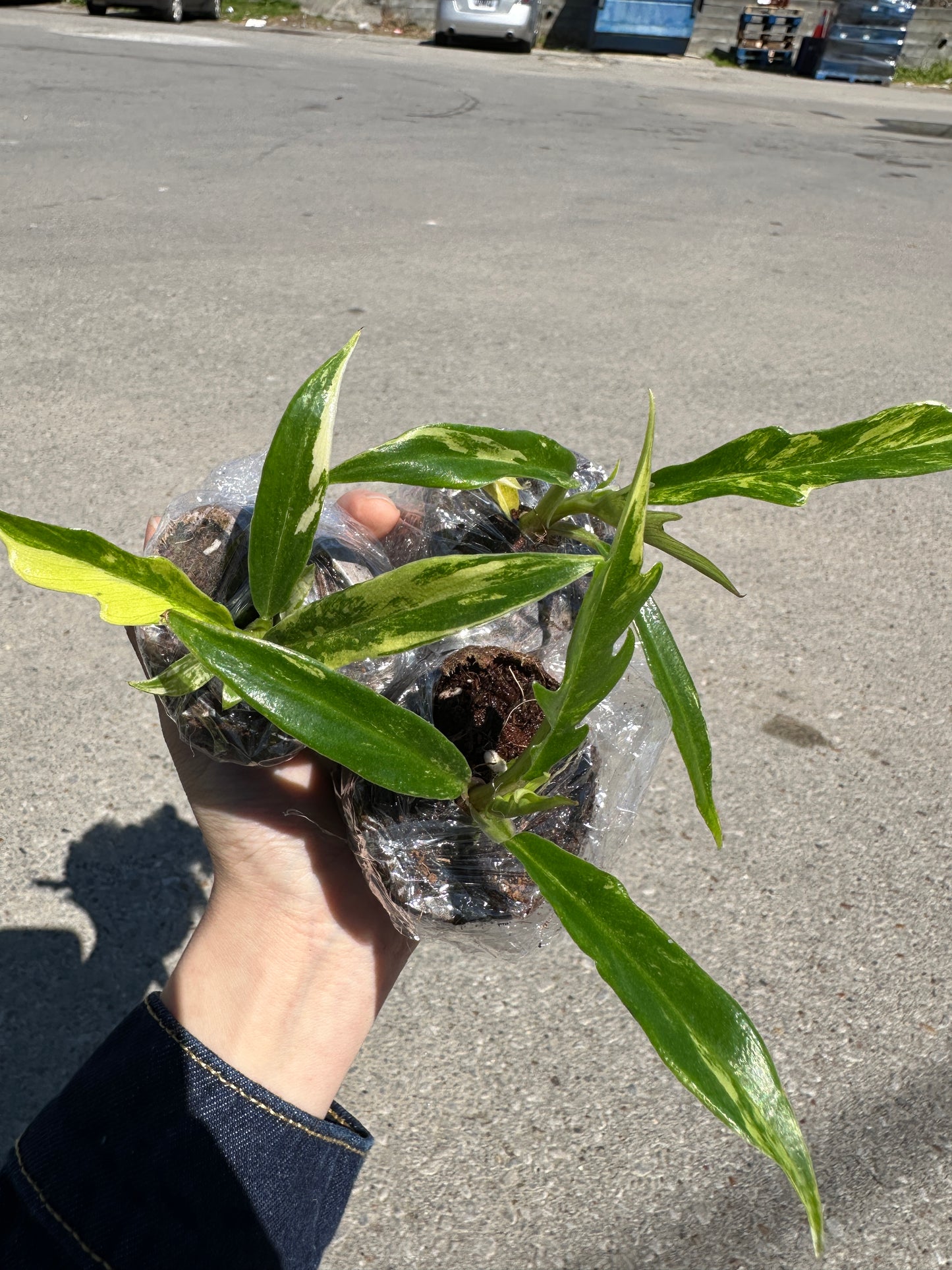 Philodendron Tortum variegated 2”