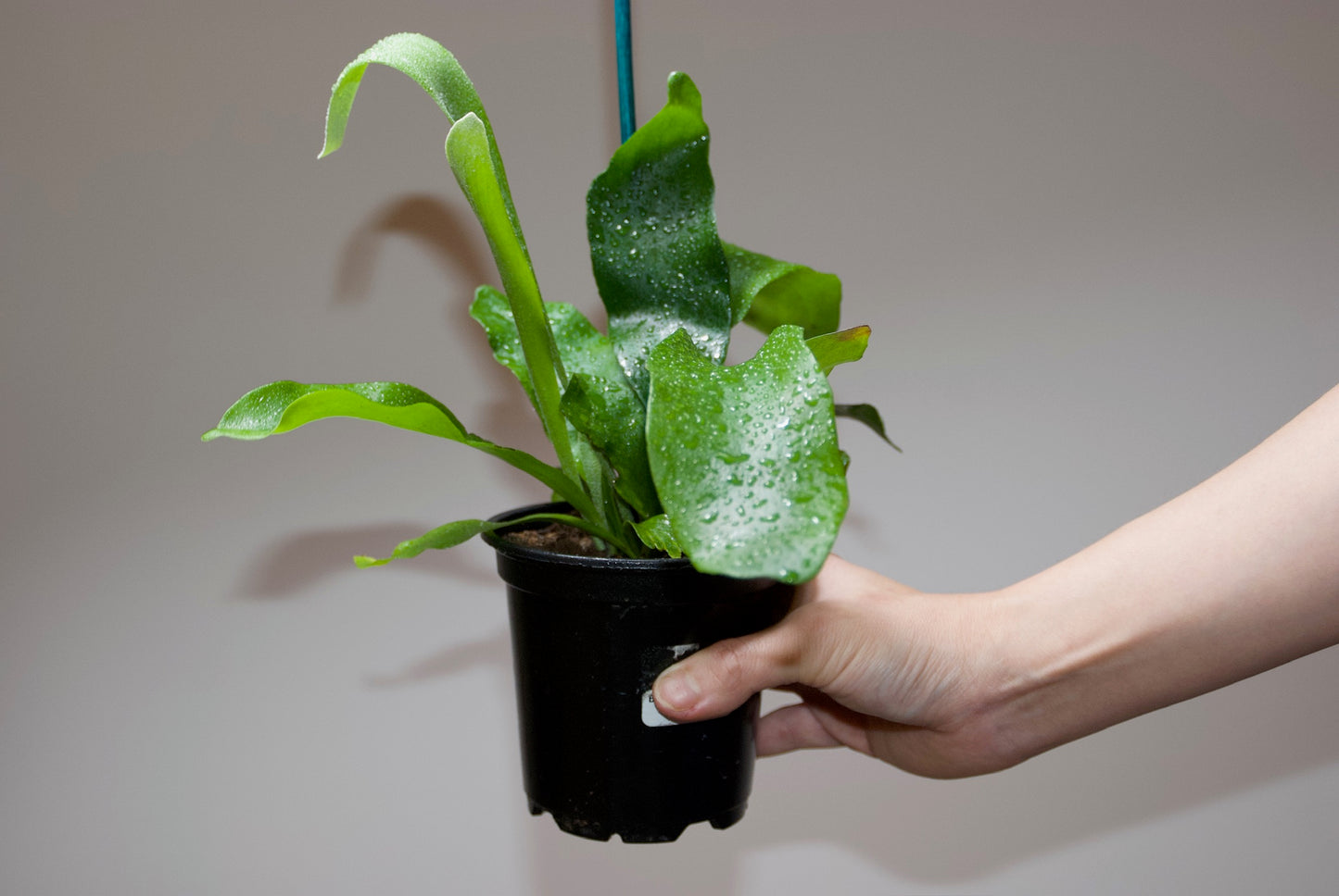 Hand holding Staghorn Fern side view