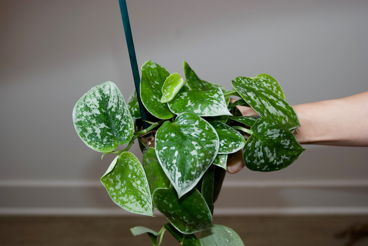 Hand holding Satin Pothos, Scindapsus Pictus side view