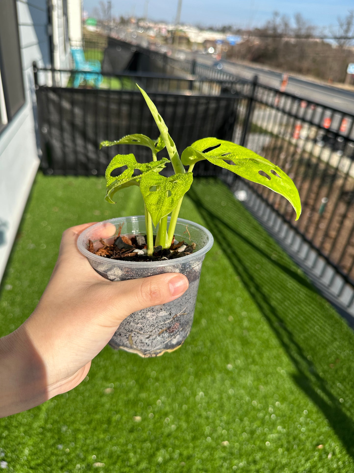 Hand holding Neon Monstera side view