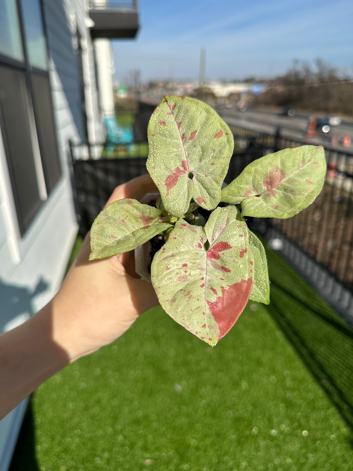 Hand holding Syngonium confetti vertical view of leaves