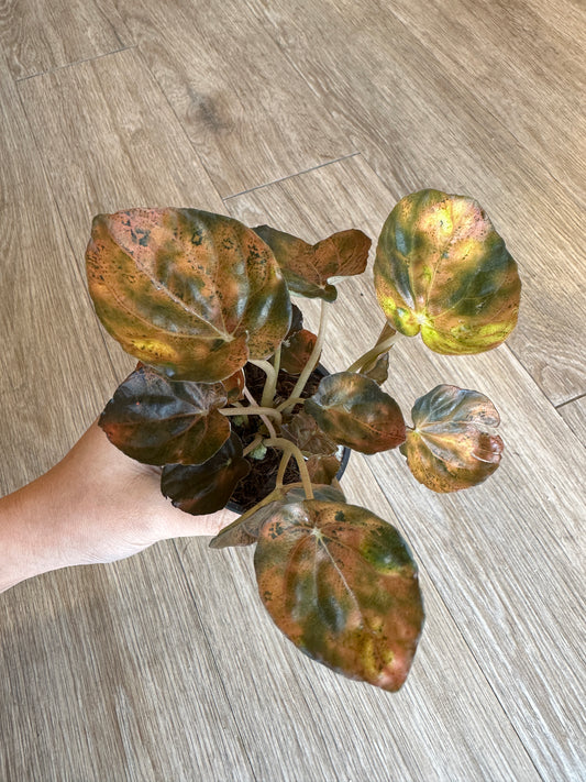 Peperomia Carnival- 4" pot