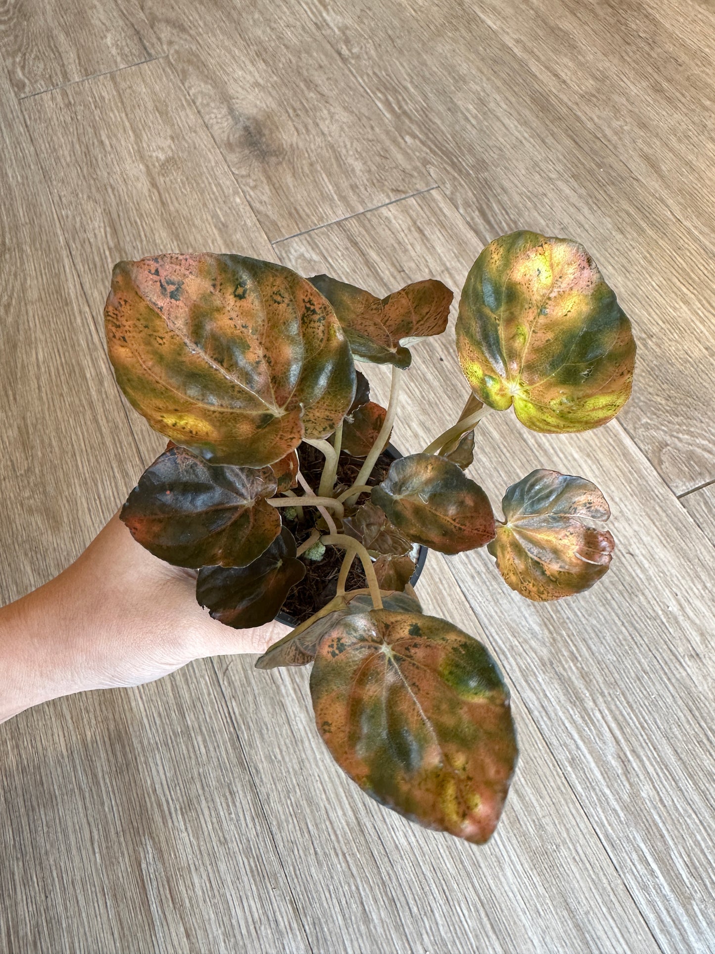 Peperomia Carnival- 4" pot