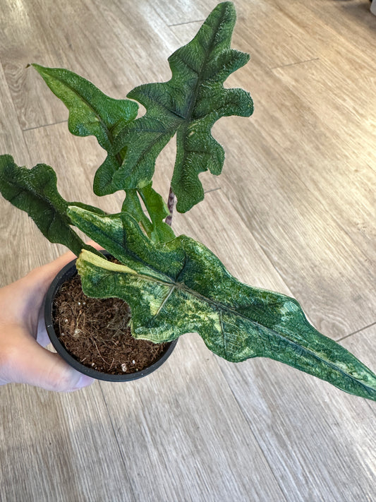 Alocasia Jacklyn Aurea Variegated - 3" pot