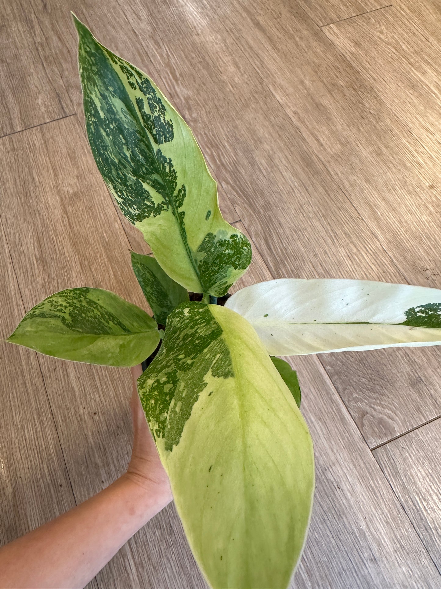 Philodendron Jose Buono High Variegation - 4" pot