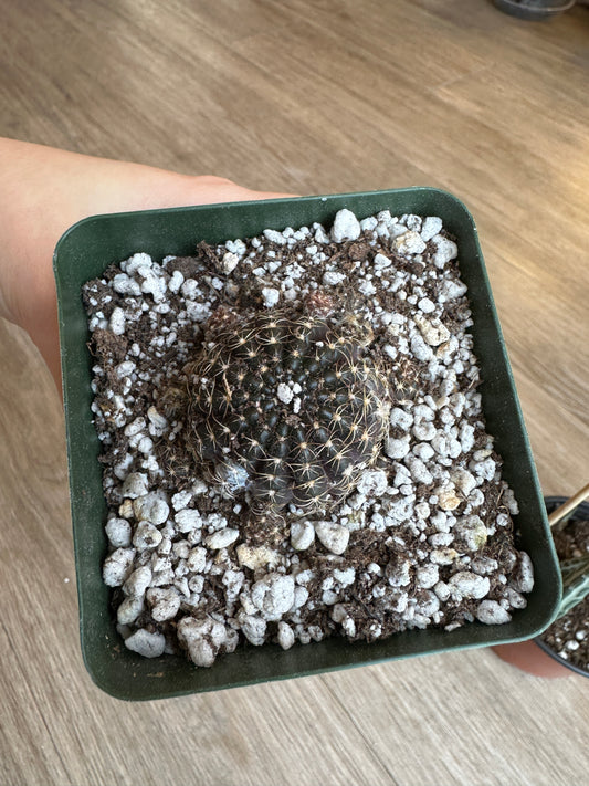 Black Spider Web Cactus, Lobivia Arachnacantha, - 3.5" pot