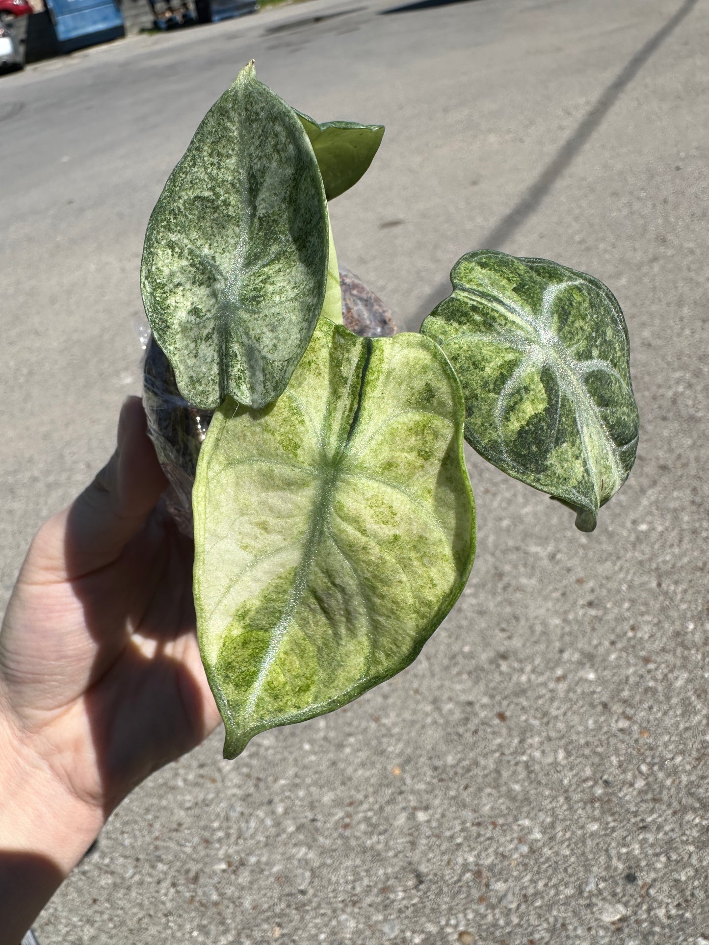 Alocasia 'Ninja' Tricolor 2”