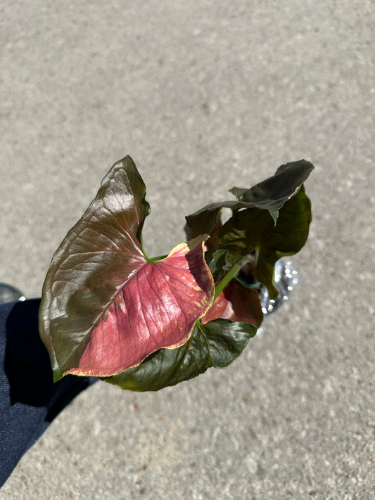 Syngonium 'Strawberry Ice’ 3”