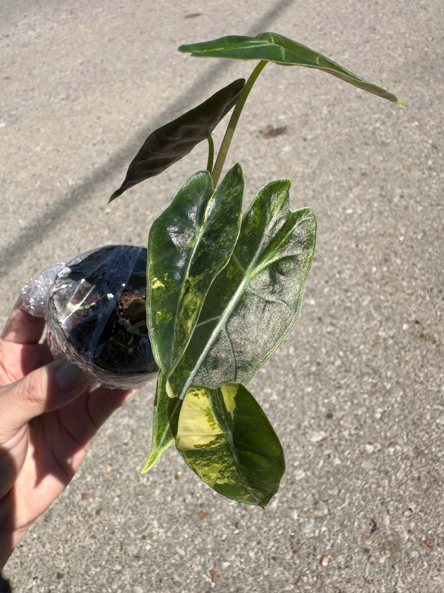 2” Alocasia longiloba 'Suhirmaniana' Aurea variegated