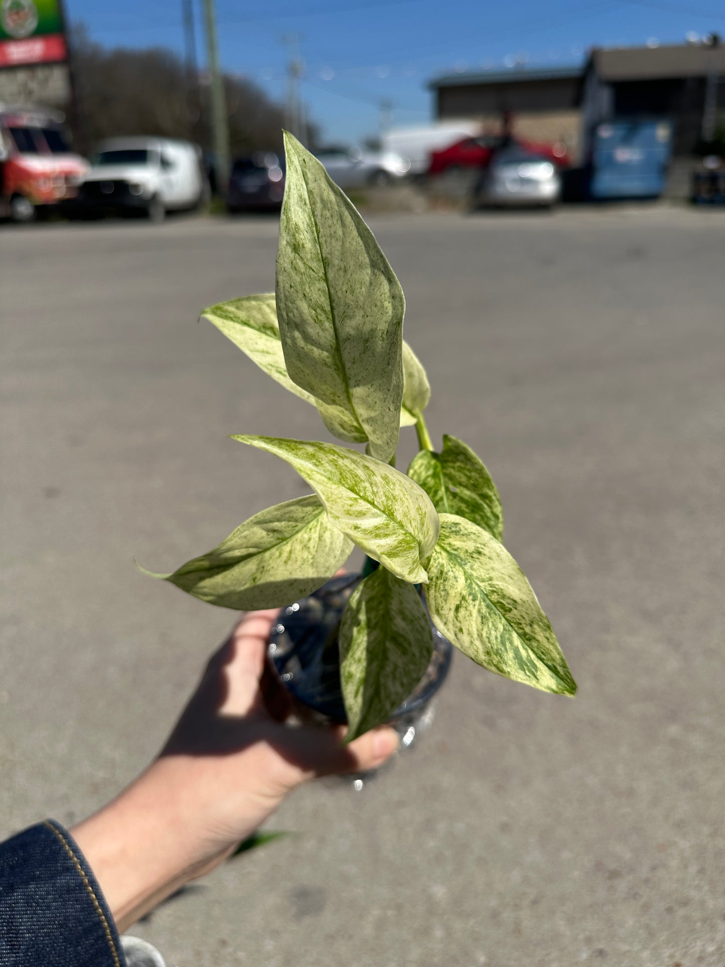 Monstera laniata variegated 3"