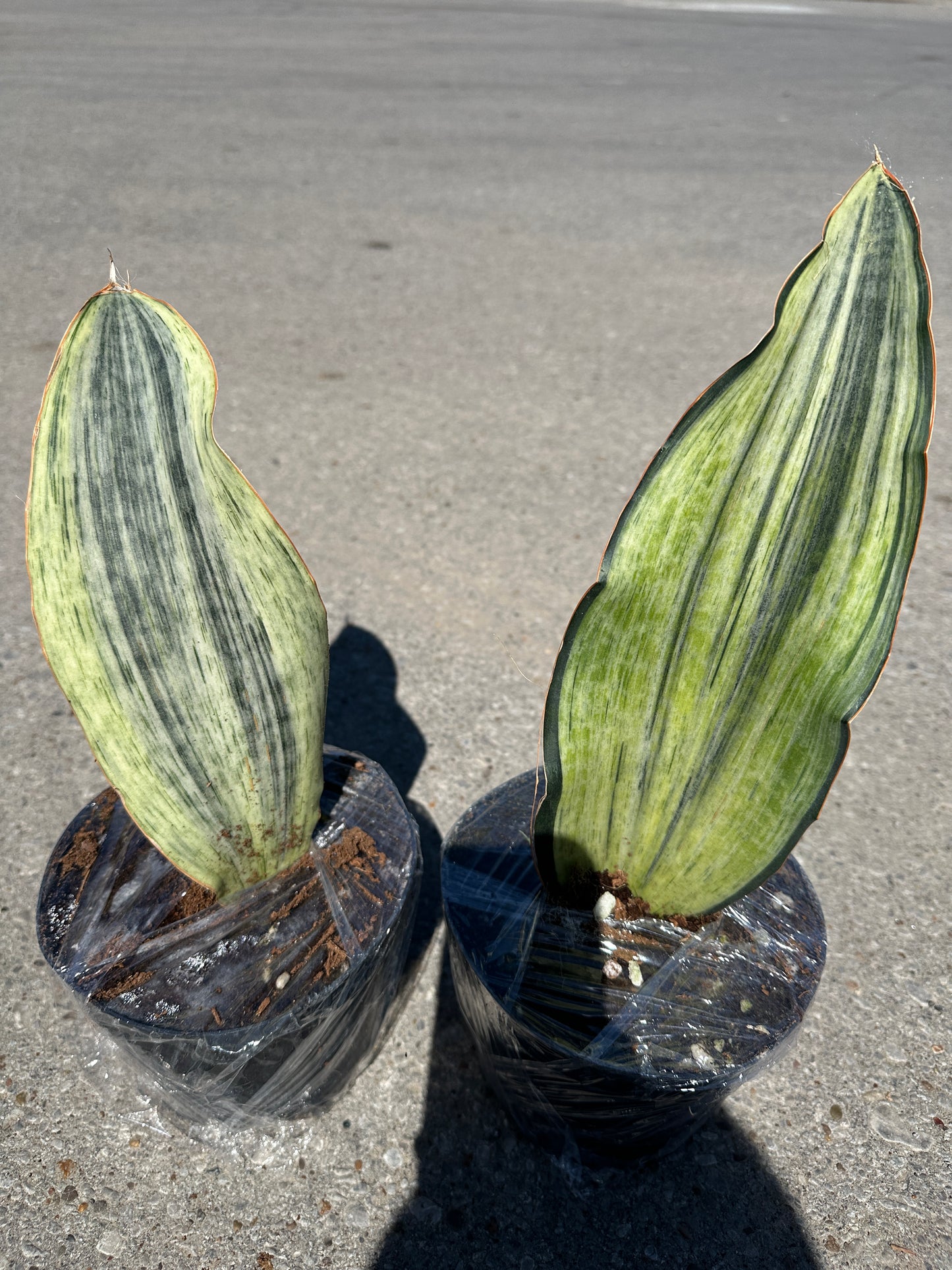 Sansevieria 'Whale Fin' White variegated 6”