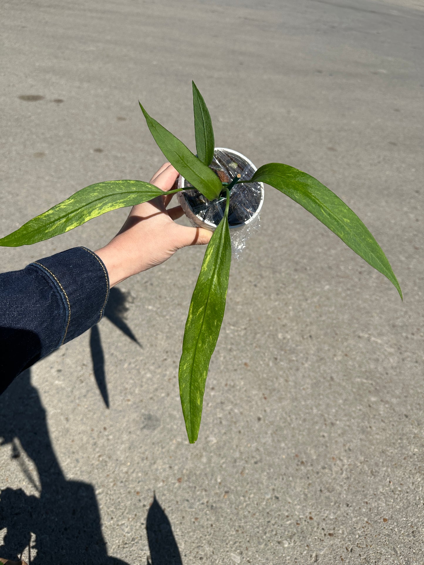 Anthurium vittarifolium variegated 3"