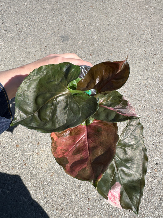 Syngonium 'Strawberry Ice’ 3”