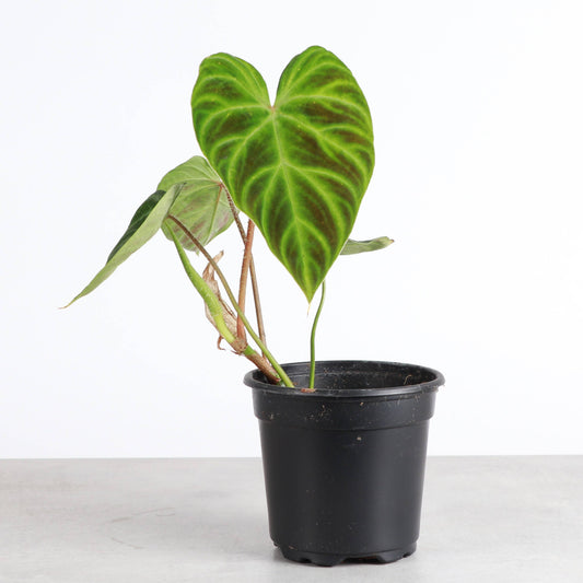 Philodendron Verrucosum