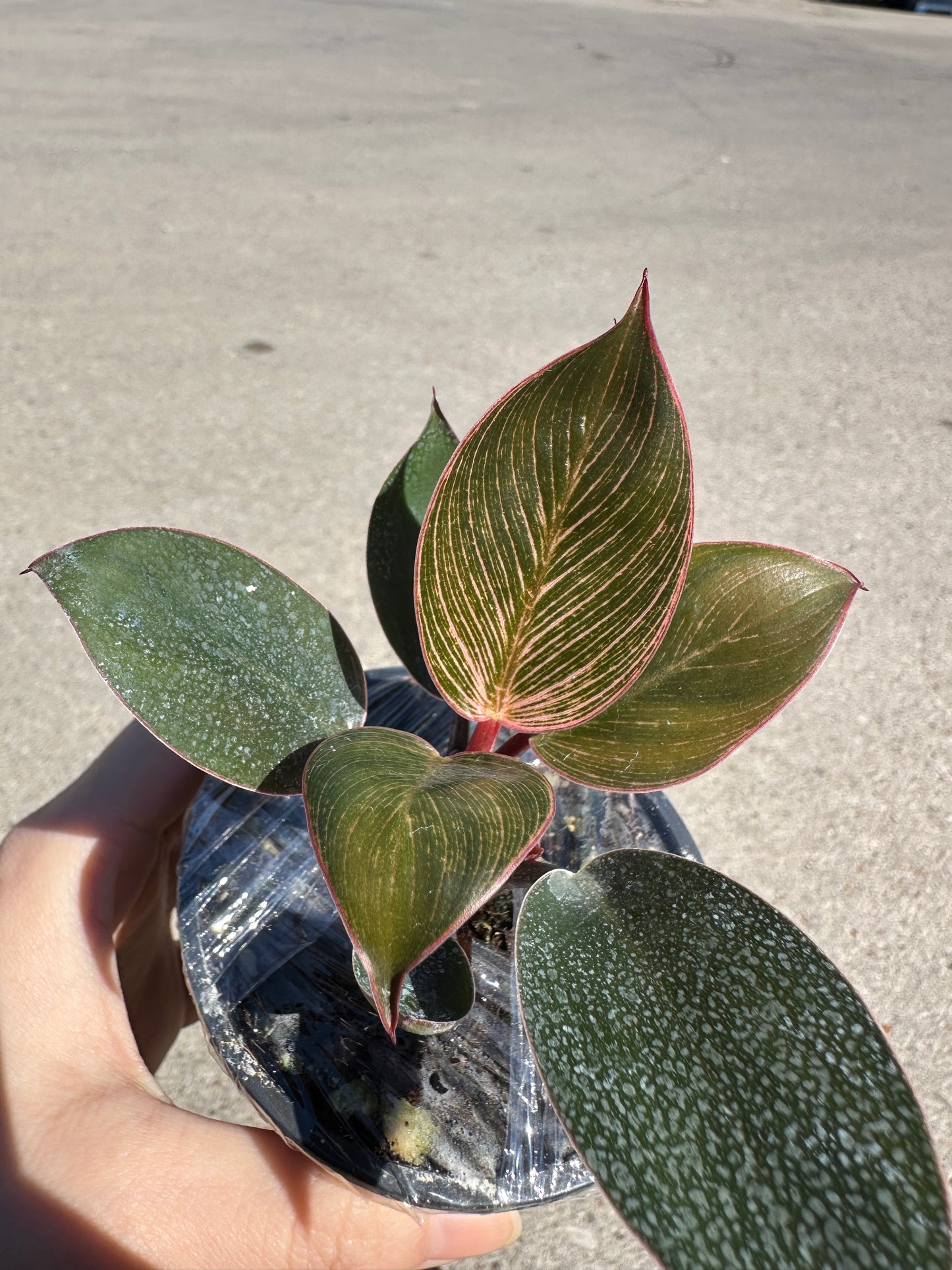 Philodendron Pink Birkin 3”