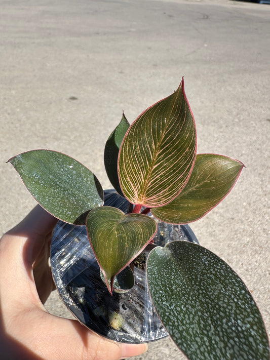 Philodendron Pink Birkin 3”