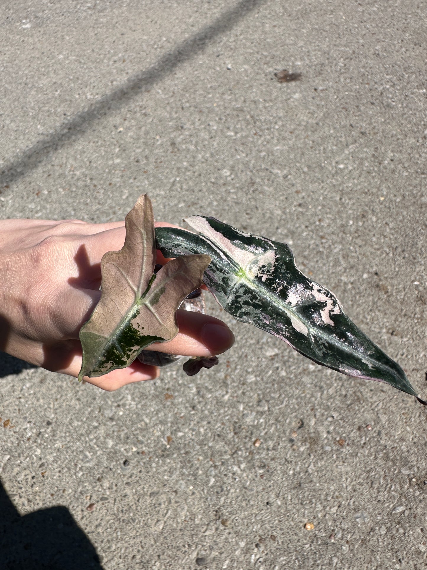 2” Alocasia sanderiana Pink 'Nobilis' variegated