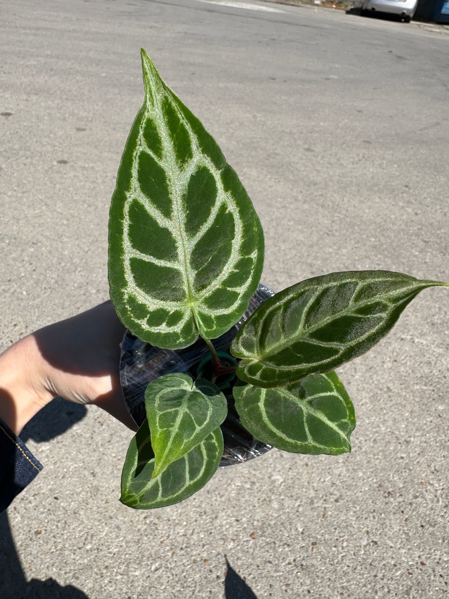 Anthurium crystallinum x 'Dorayaki’ 4”