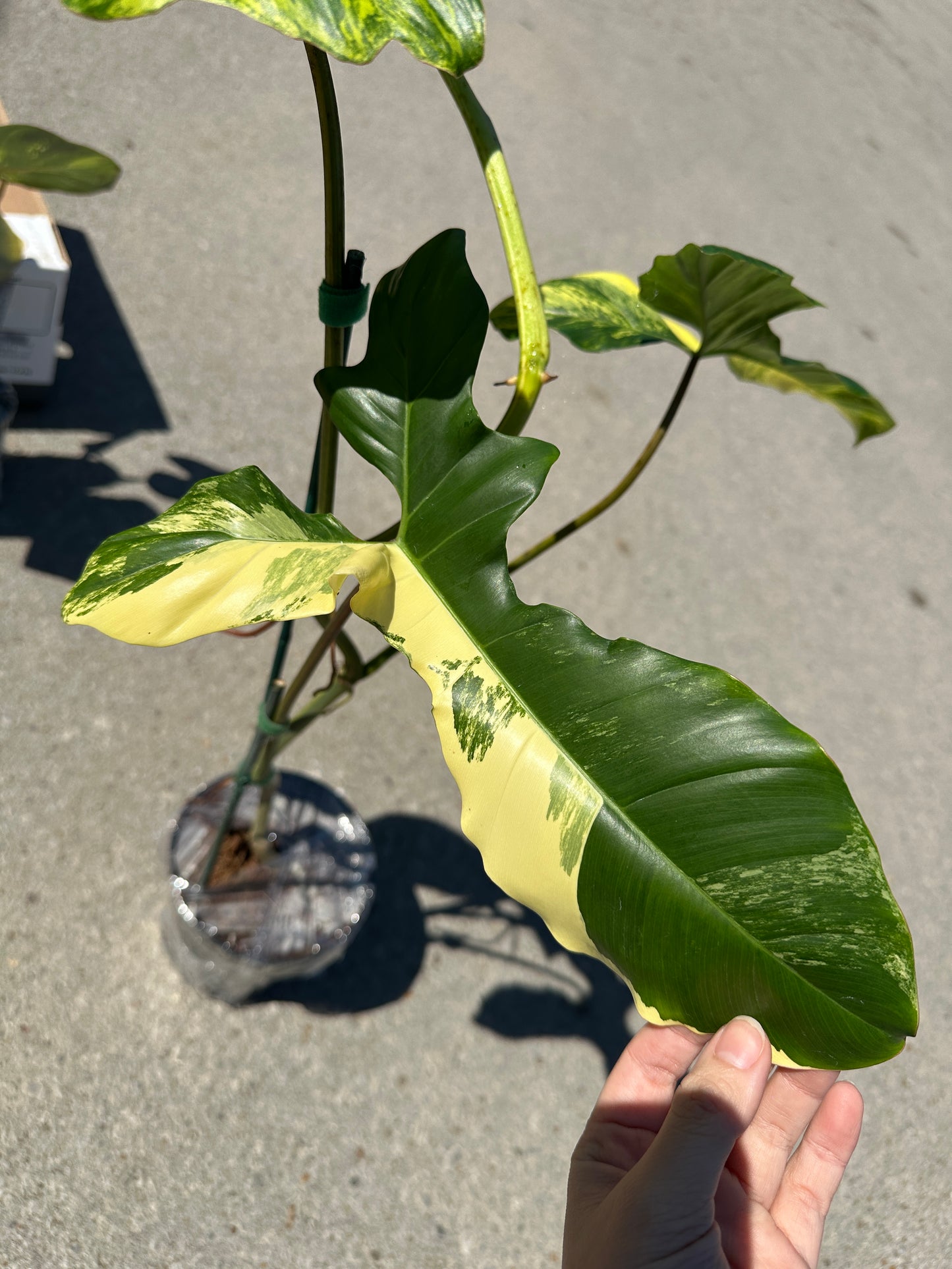 Philodendron Aquarius 'Paraiso Verde' x 'Florida Beauty' variegated 6"