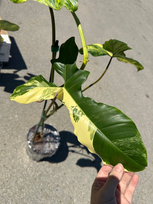 Philodendron Aquarius 'Paraiso Verde' x 'Florida Beauty' variegated 6"