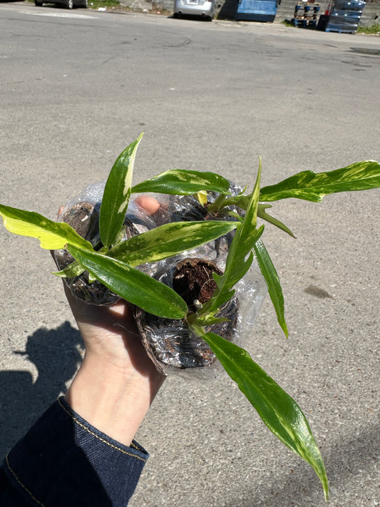 2” Philodendron Tortum variegated