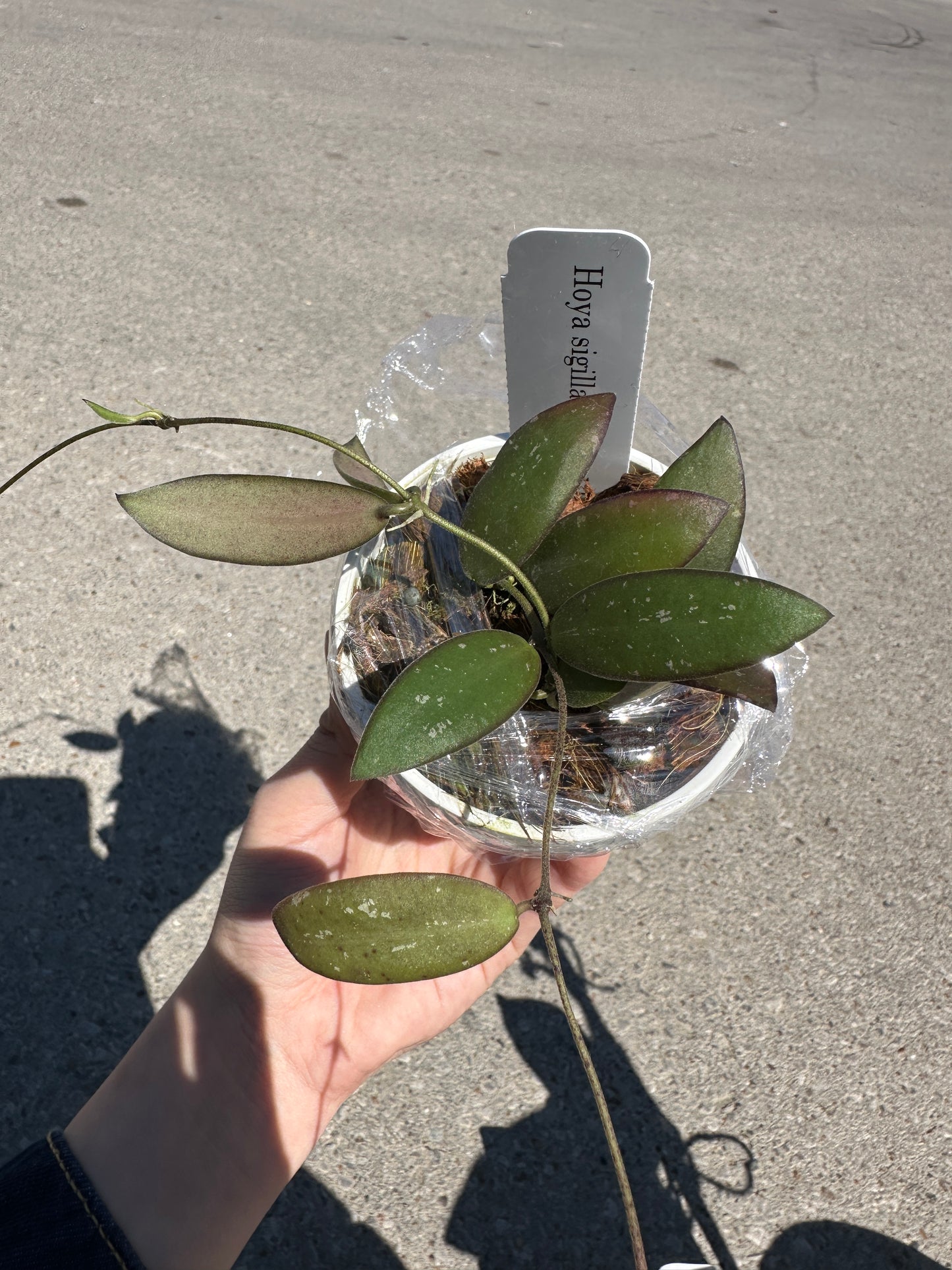 Hoya sigillatis (Alas Island) 3”