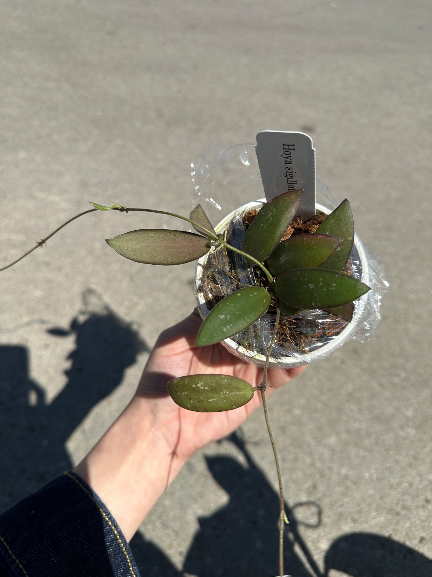Hoya sigillatis (Alas Island) 3”