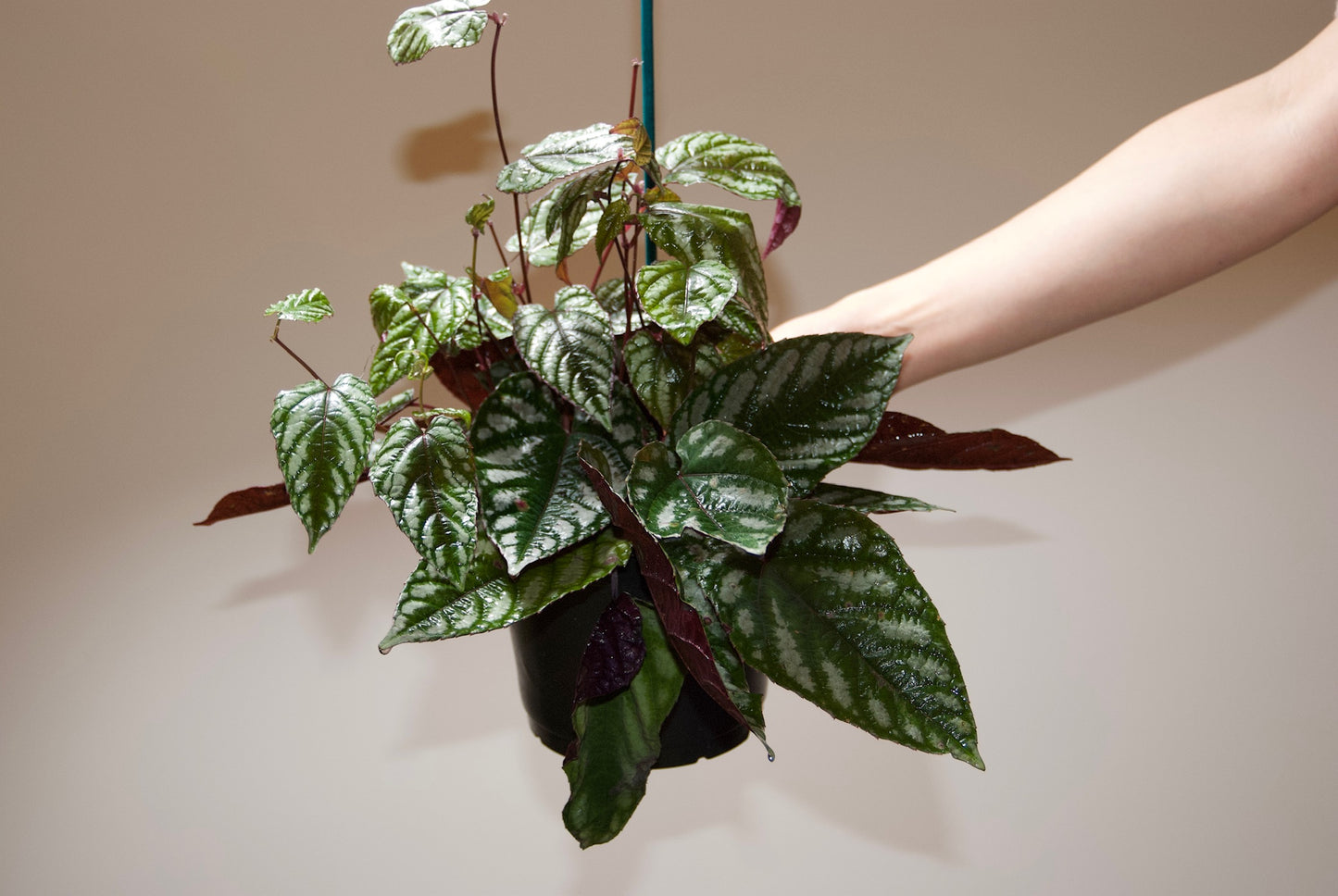 Hand holding Begonia Rex Vine side view