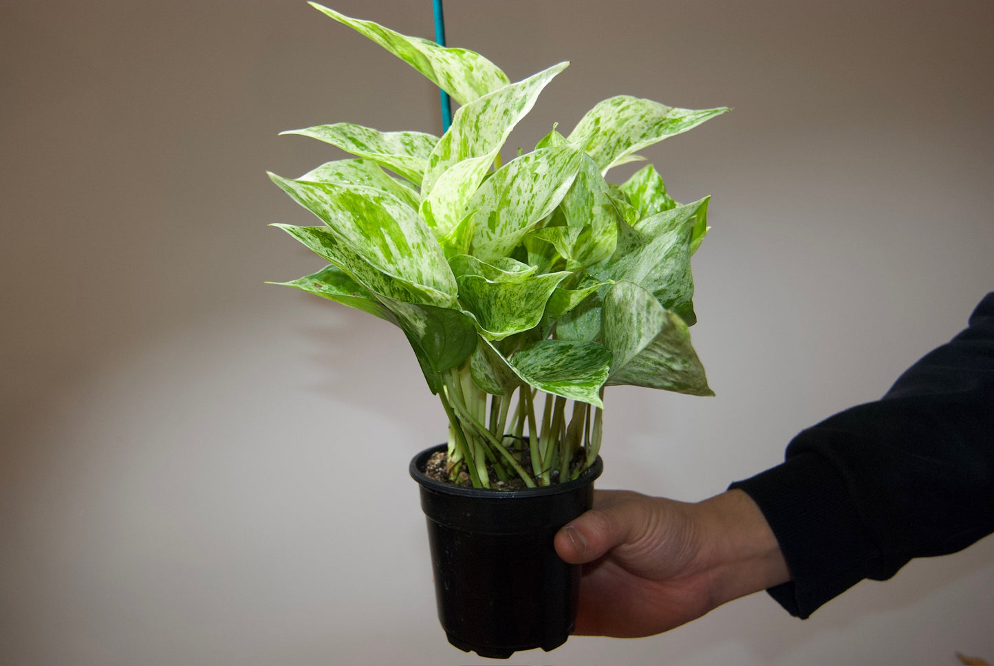 Hand holding Marble Queen Pothos, Epipremnum Aureum side view