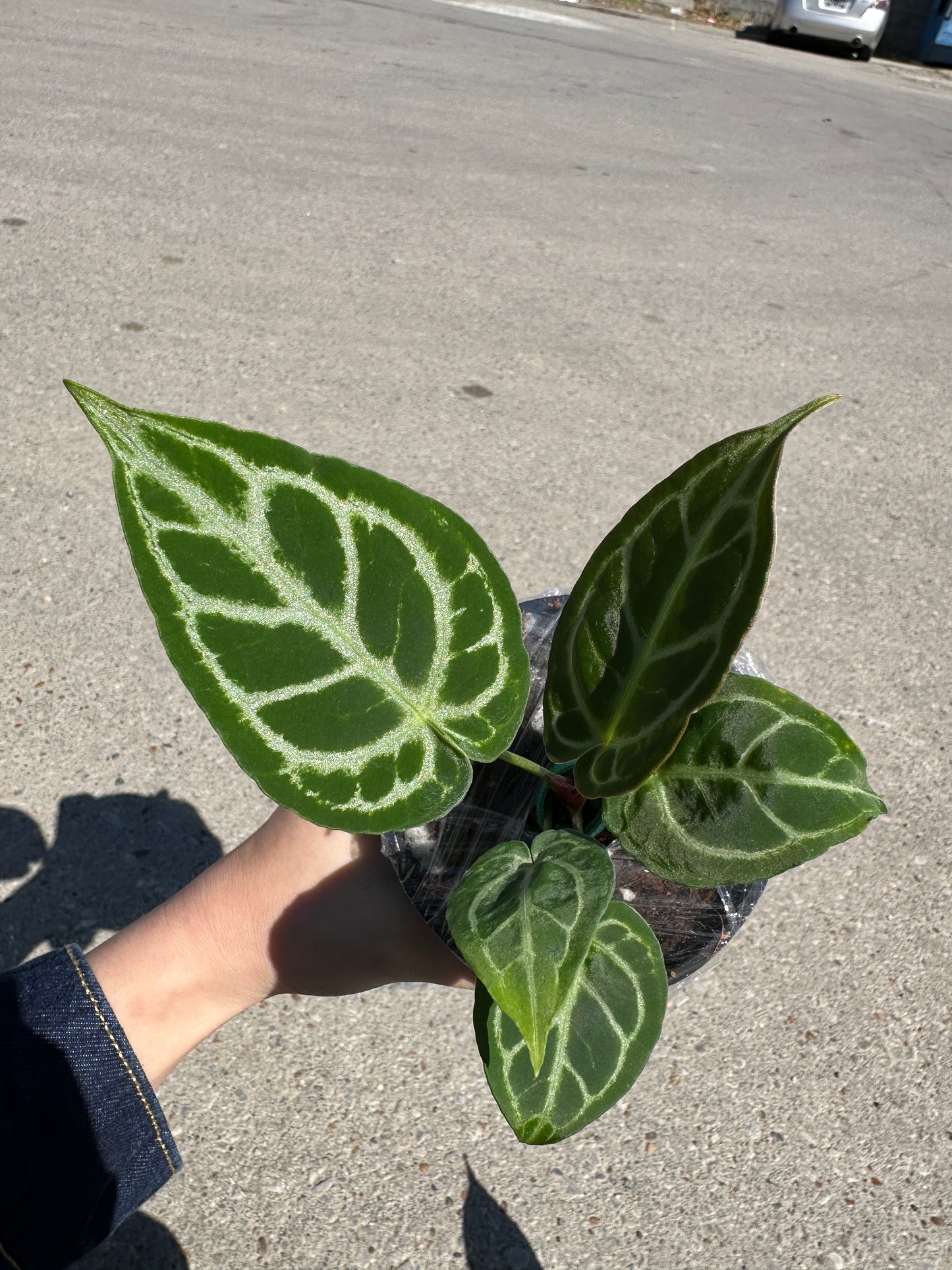 Anthurium crystallinum x 'Dorayaki’ 4”