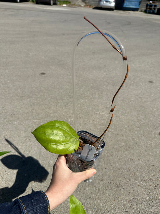 Hoya glabra 'Schlechter' 3"