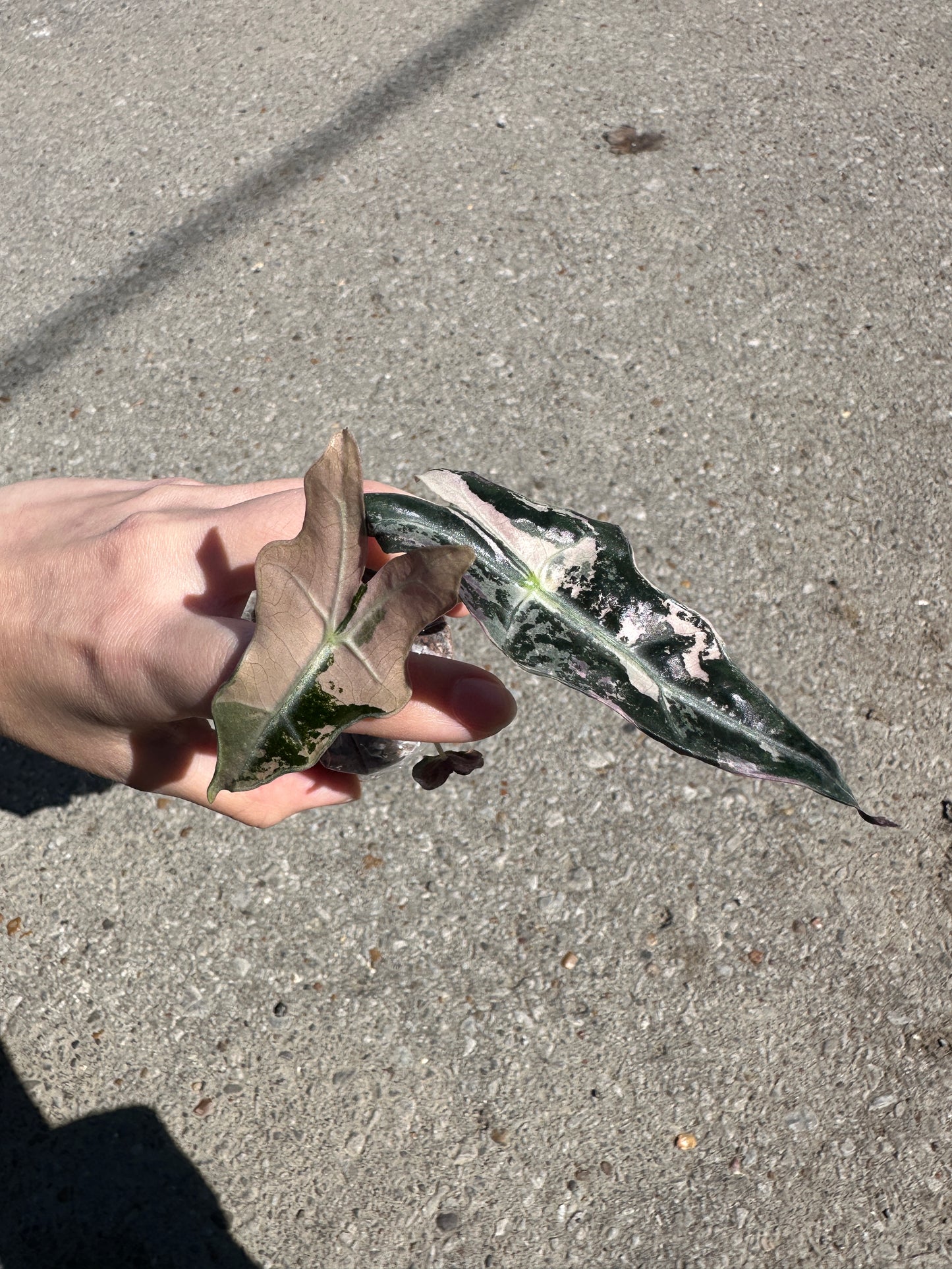 2” Alocasia sanderiana Pink 'Nobilis' variegated