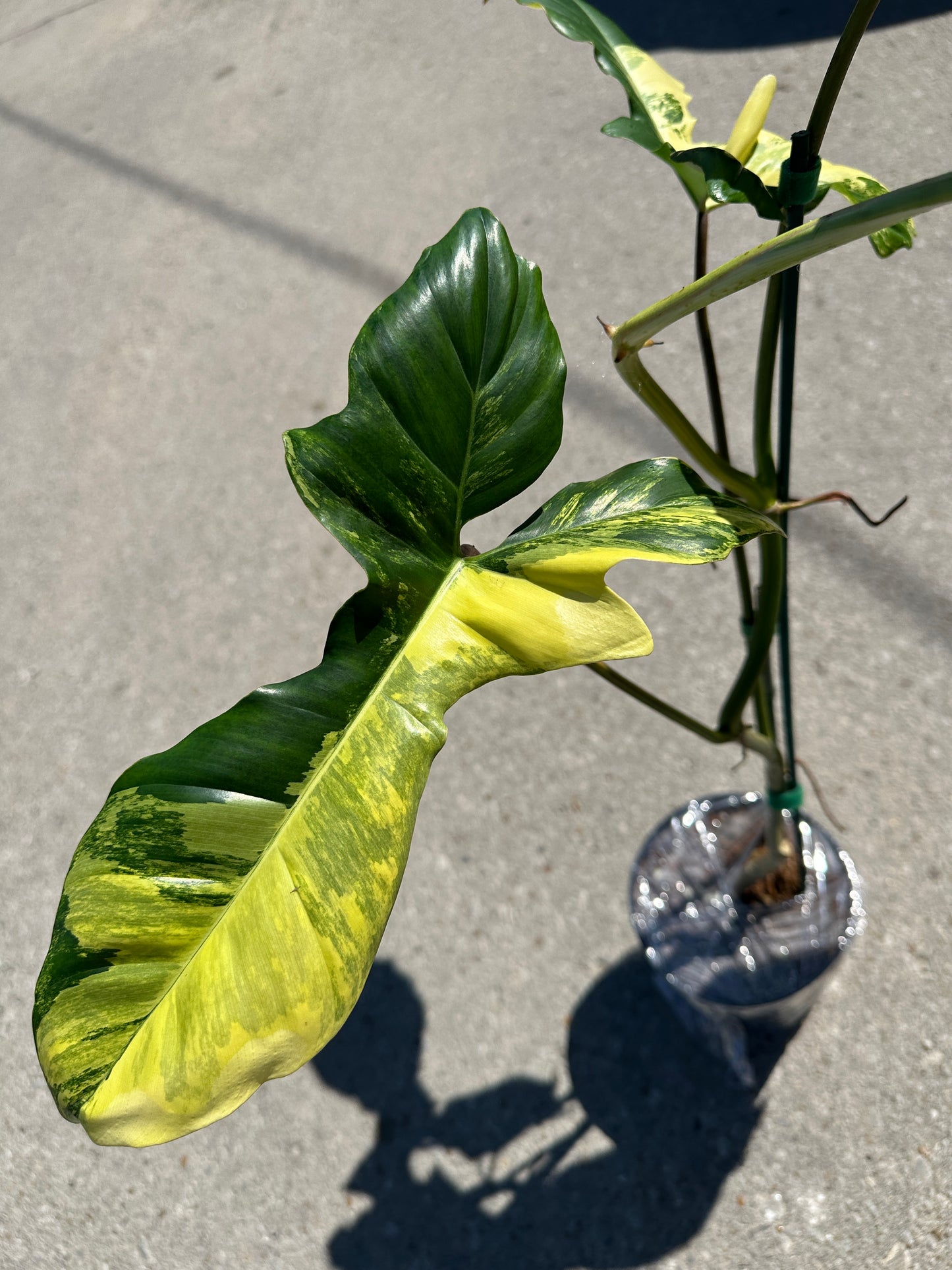 Philodendron Aquarius 'Paraiso Verde' x 'Florida Beauty' variegated 6"