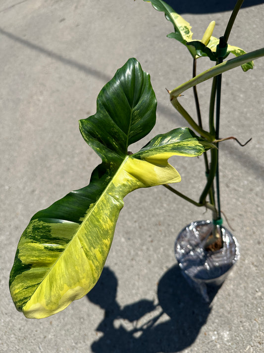 Philodendron Aquarius 'Paraiso Verde' x 'Florida Beauty' variegated 6"