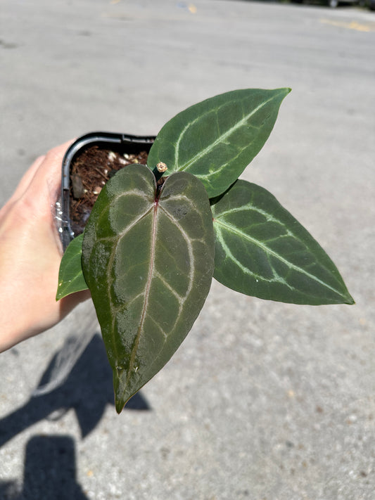 Anthurium ‘Angela’ x ‘Black Widow’ 4"