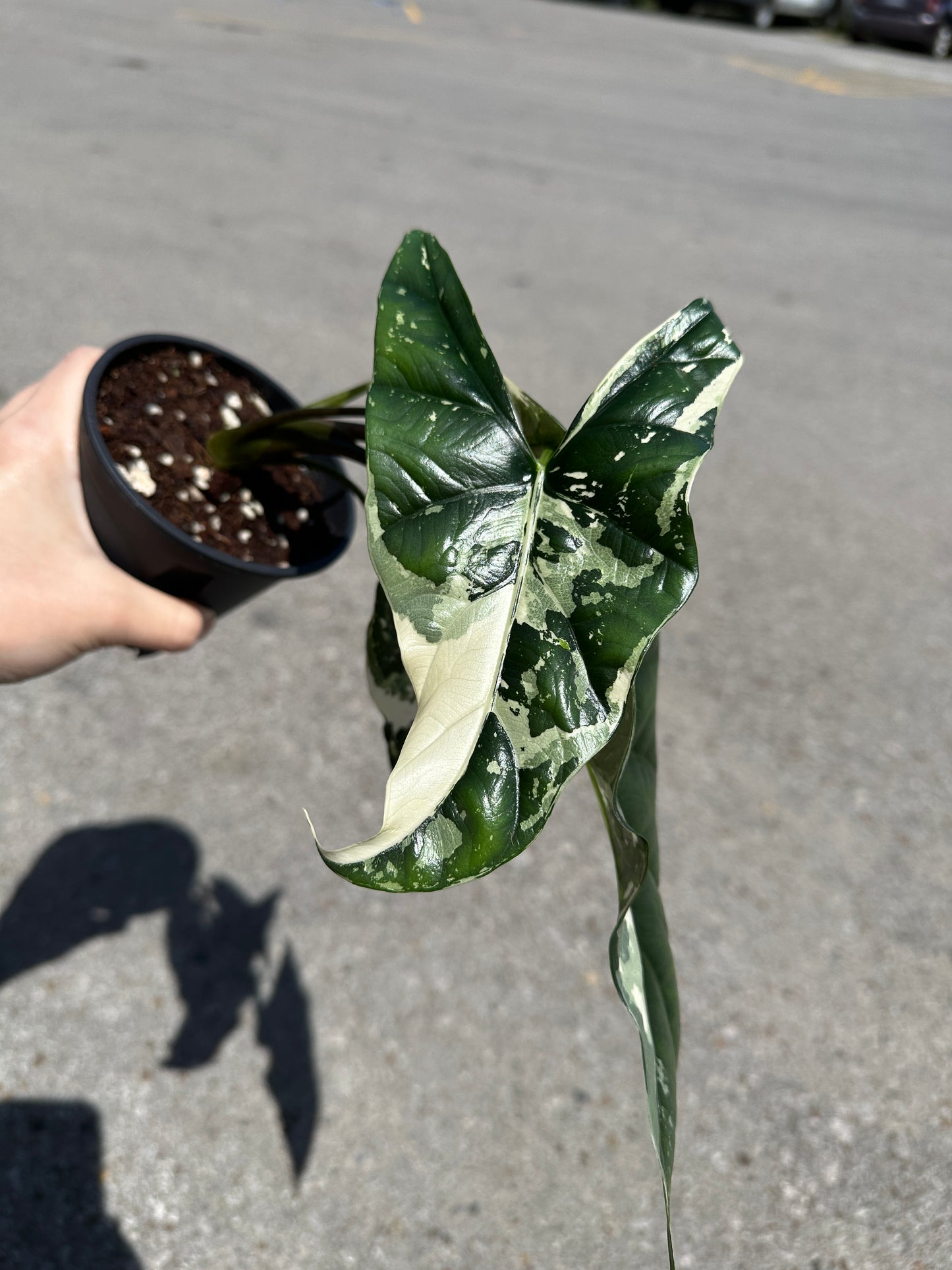 Alocasia Simpo Albo Variegated 4"