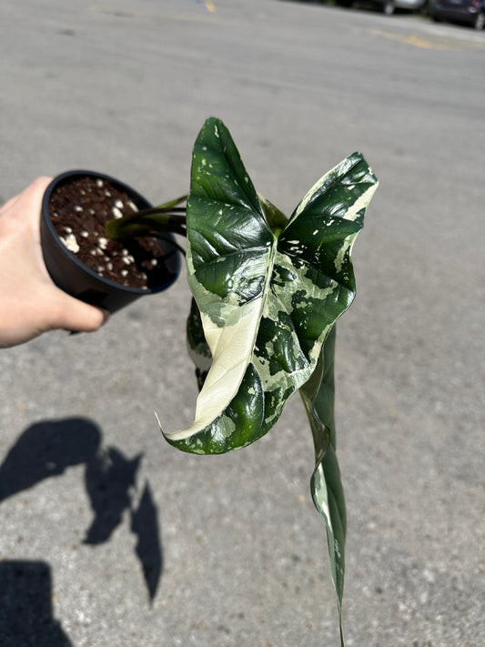 Alocasia Simpo Albo Variegated 4"