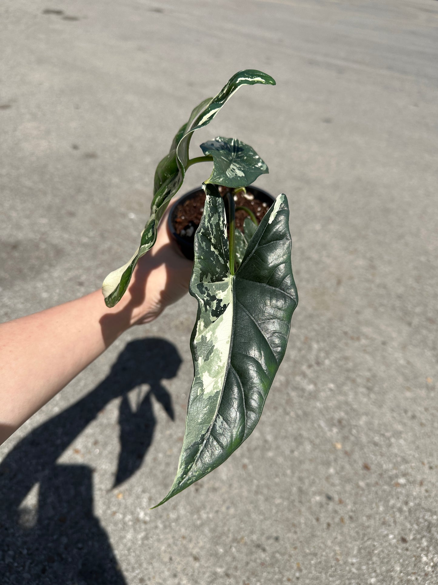 Alocasia Simpo Albo Variegated 4"