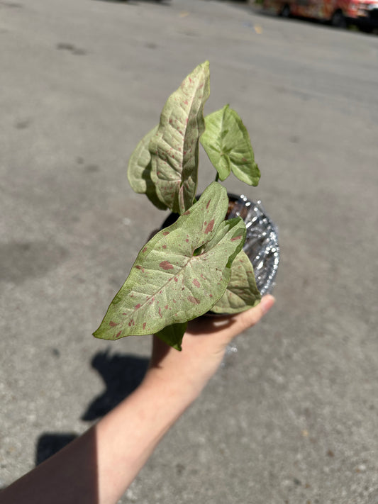 Syngonium podophyllum ‘Confetti’ 4"
