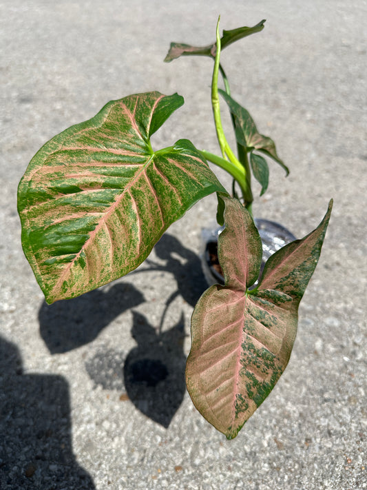 Syngonium podophyllum ‘Pink Flecked’ 4"