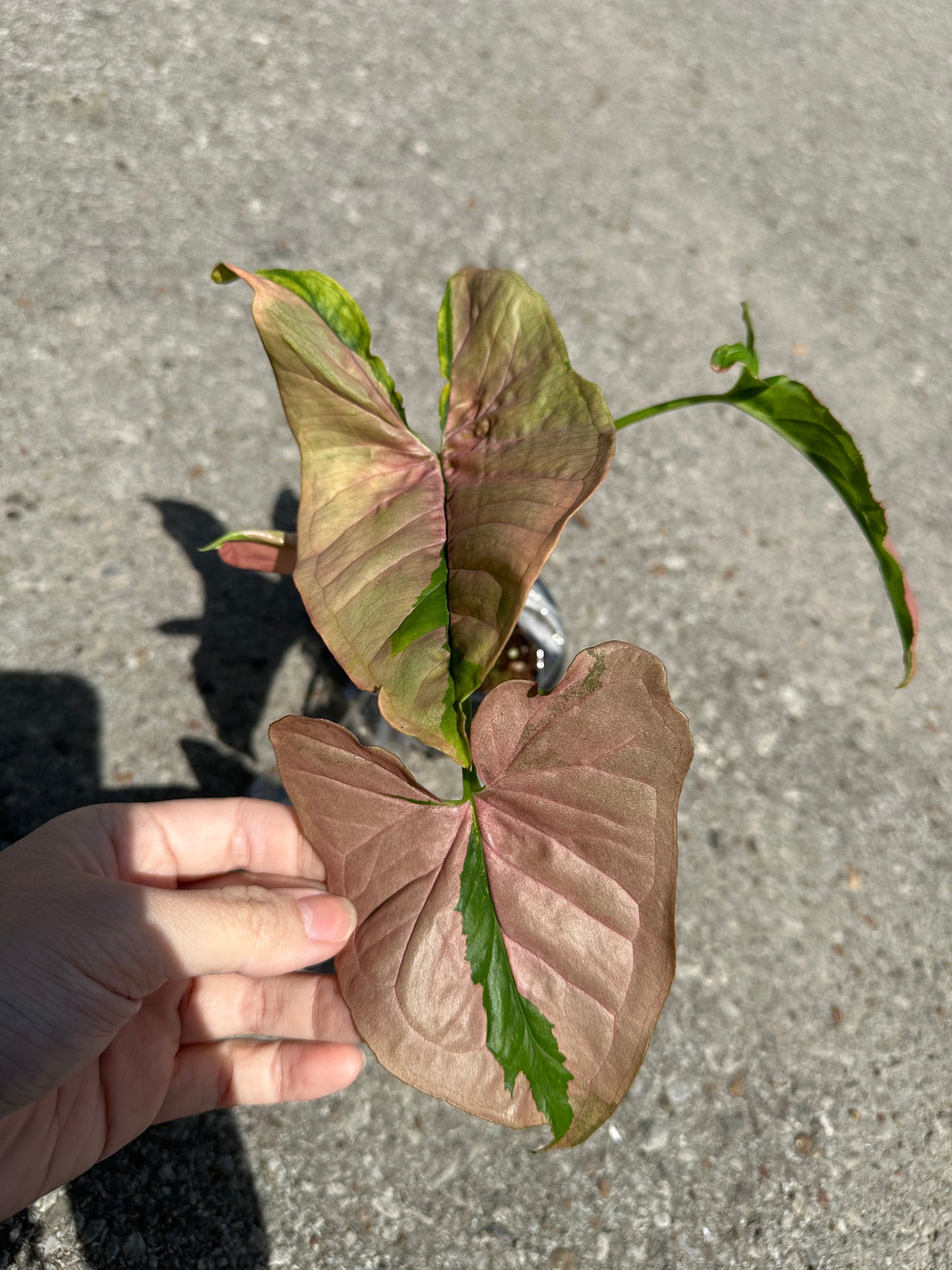 Syngonium 'Pink Lava / Pink Beauty’ 3"